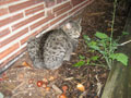 aggie and weeds.JPG